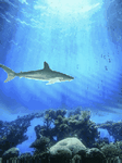 pic for Shark UnderSea